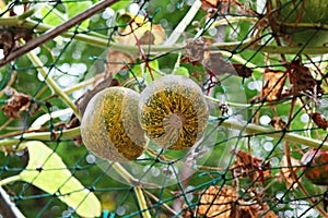 ItÃ¢â¬â¢s a korea crop